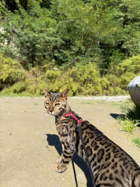 Disponibile cucciolo di Bengala | Foto 1