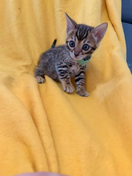 Disponibile cucciolo di Bengala
