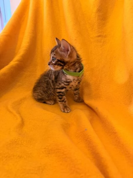 Disponibile cucciolo di Bengala | Foto 0