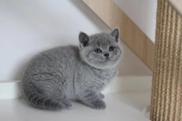 Gattini British Shorthair