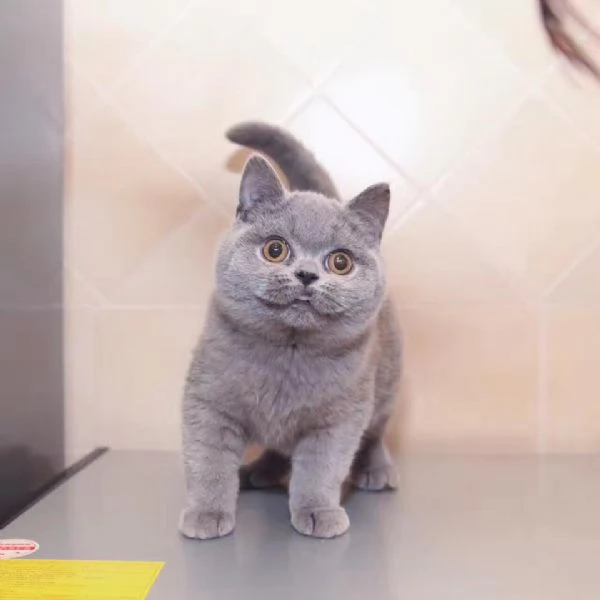 British Shorthair aspetta casa