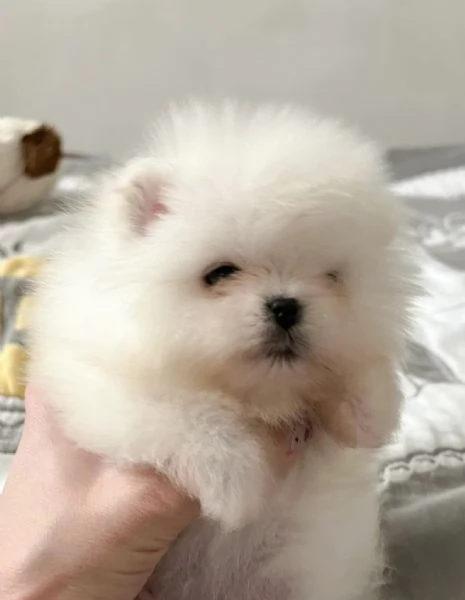 Cuccioli POMERANIA toy!! | Foto 0