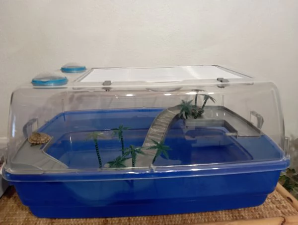  Coppia tartarughe con vaschetta