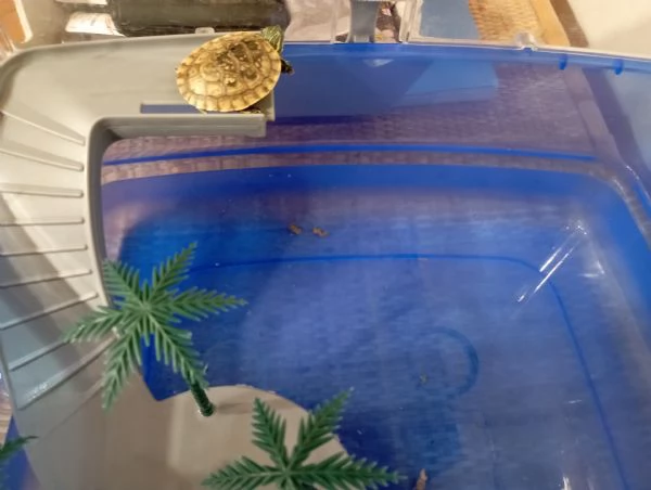  Coppia tartarughe con vaschetta | Foto 2