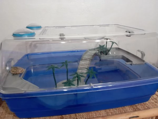  Coppia tartarughe con vaschetta | Foto 1