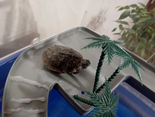  Coppia tartarughe con vaschetta | Foto 0