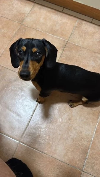 Bassottina kaninken nera focata pelo corto liscio