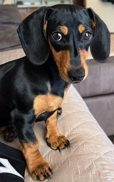 Bassottina kaninken nera focata pelo corto liscio | Foto 1