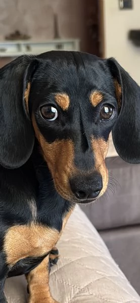 Bassottina kaninken nera focata pelo corto liscio | Foto 0