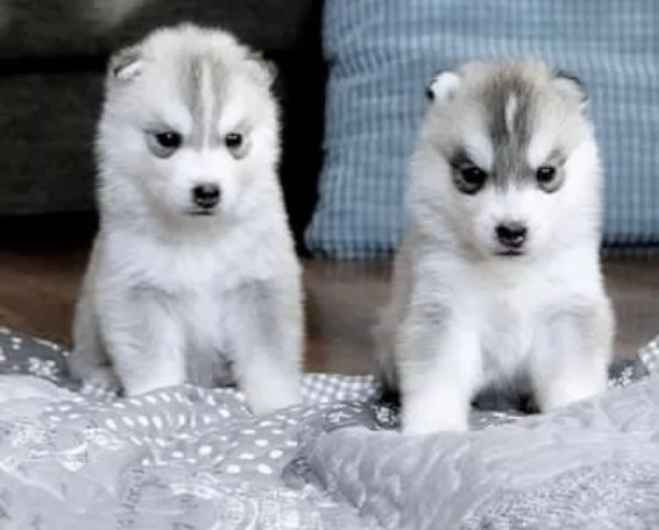 Cuccioli Siberian Husky con pedigree