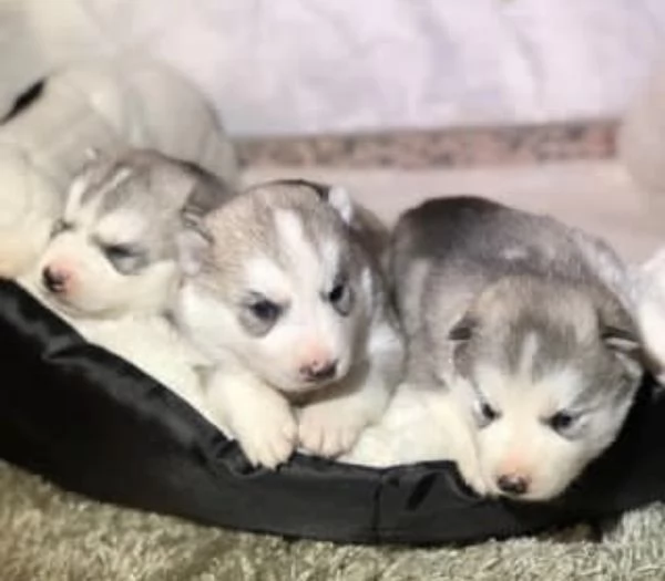 Cucciole di Siberian Husky | Foto 0
