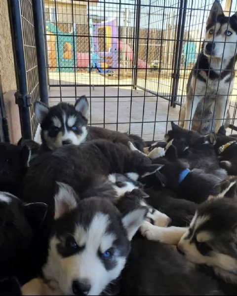 Disponibili bellissima cucciolata di Siberian Husky.