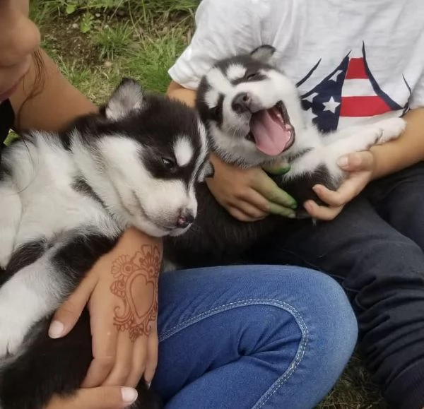 Disponibili cuccioli di Siberian Husky