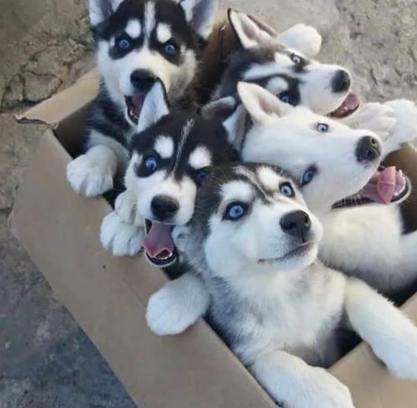 Cuccioli di Siberian Husky