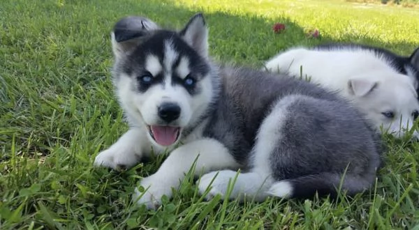 Siberian Husky 