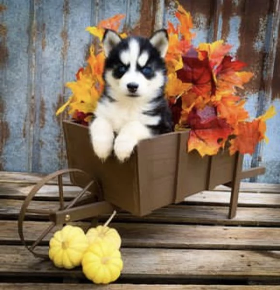 cuccioli di Siberian Husky