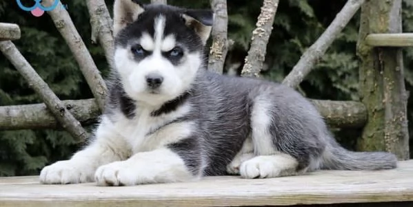 Cuccioli Siberian Husky con pedigree