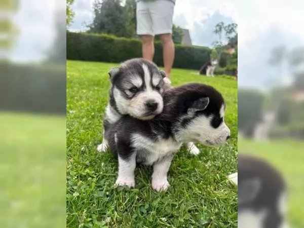 Siberian Husky maschio