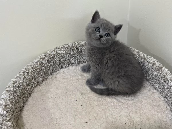 Gattini British Shorthair dolcissimi | Foto 0