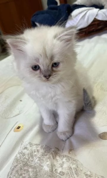 Cuccioli British longhair 