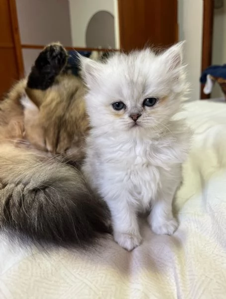 Cuccioli British longhair  | Foto 6