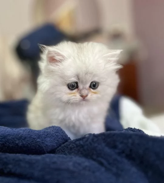 Cuccioli British longhair  | Foto 5