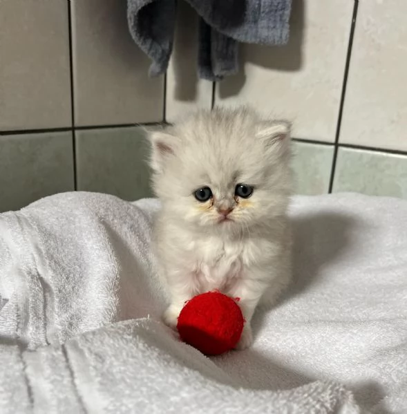 Cuccioli British longhair  | Foto 4