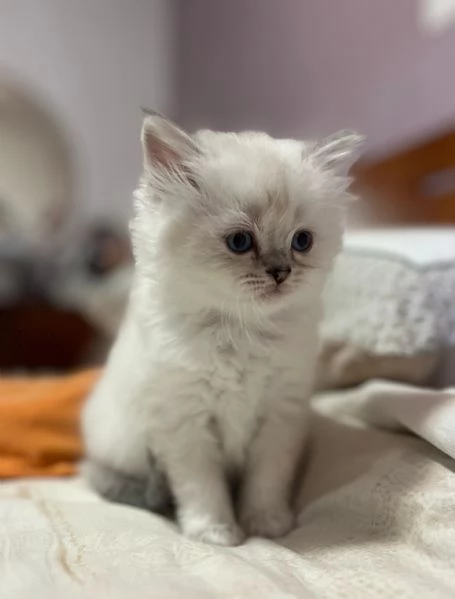 Cuccioli British longhair  | Foto 3