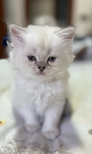 Cuccioli British longhair  | Foto 2