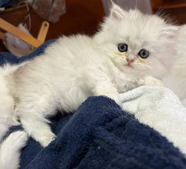 Cuccioli British longhair  | Foto 1