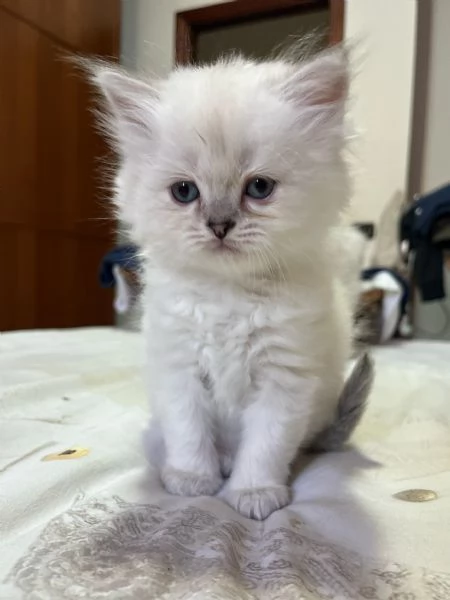 Cuccioli British longhair  | Foto 0