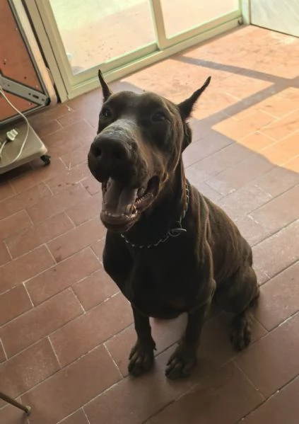 Regalo bellissimo dobermann marrone