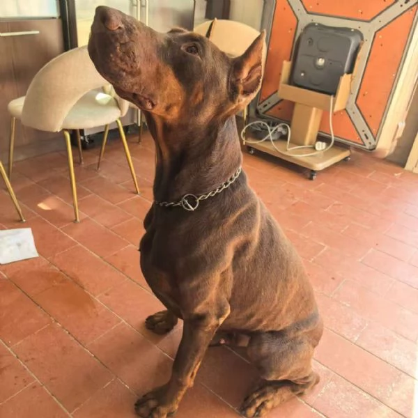 Regalo bellissimo dobermann marrone | Foto 0
