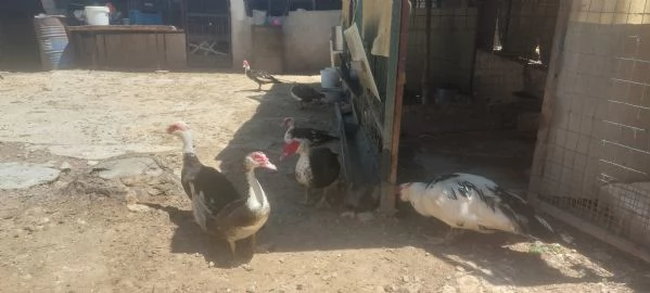 Anatre mute | Foto 1