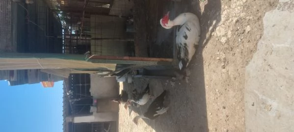 Anatre mute | Foto 0