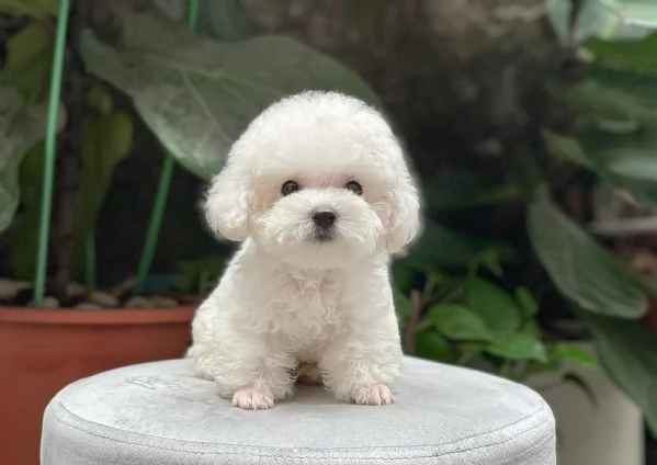 Cuccioli di Barboncino Toy | Foto 0