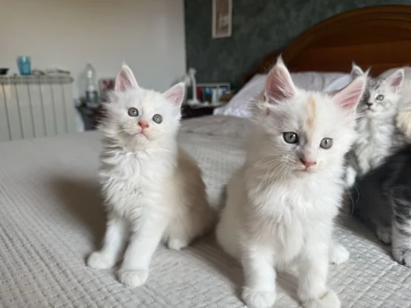 Maine coon con pedigree 