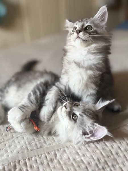 Maine coon con pedigree  | Foto 2