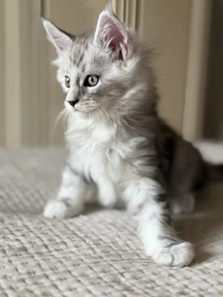 Maine coon con pedigree  | Foto 1