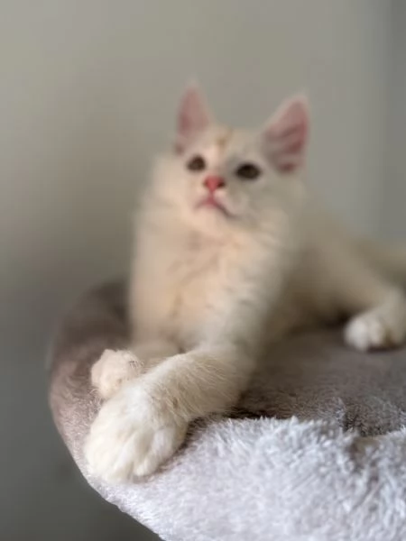 Maine coon con pedigree  | Foto 0