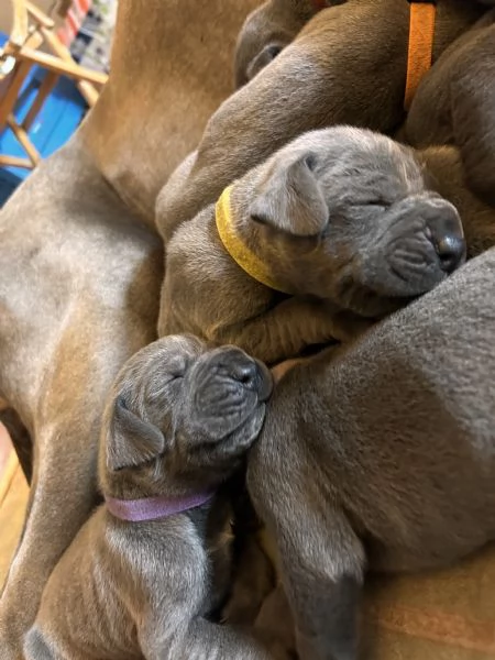 Alani blu con Pedigree, Alta genealogia