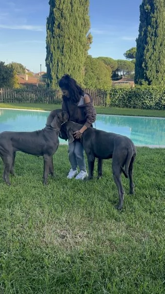 Alani blu con Pedigree, Alta genealogia | Foto 2