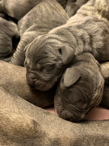 Alani blu con Pedigree, Alta genealogia | Foto 1