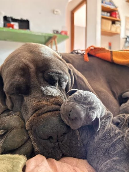 Alani blu con Pedigree, Alta genealogia | Foto 0