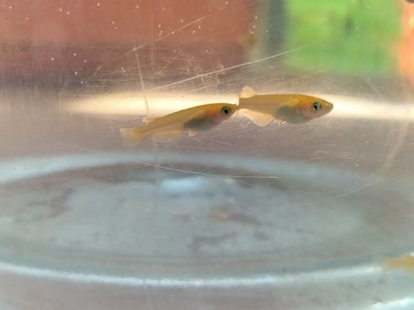pesciolini di riso giapponesi (medaka) | Foto 0