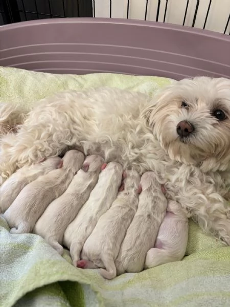 Cuccioli maschi maltese  | Foto 3