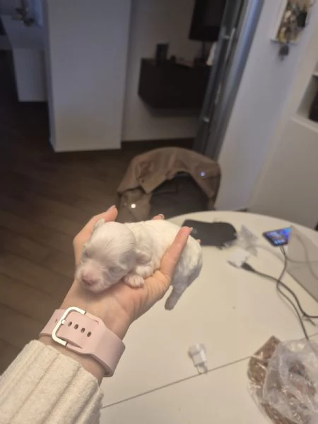 Cuccioli maschi maltese  | Foto 1