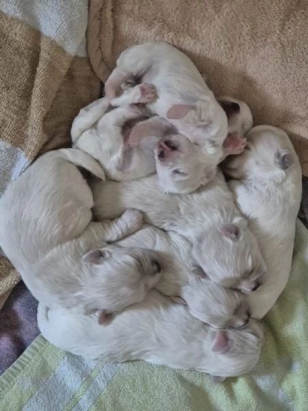 Cuccioli maschi maltese 