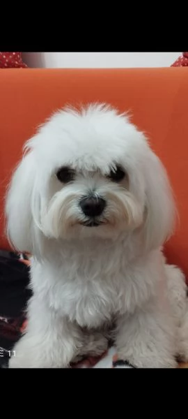 Cuccioli maschi maltese  | Foto 0