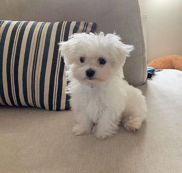 Meravigliosi cuccioli di maltese